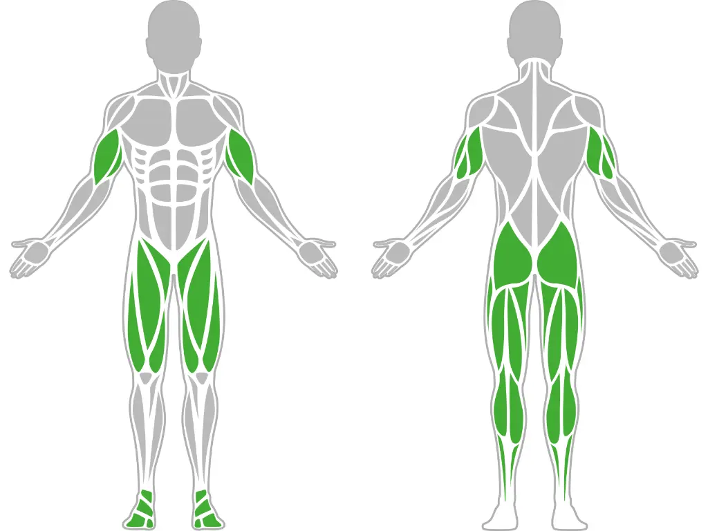 1-1-311-Ski Walker-BeStrong_muscle.webp
