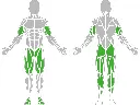 1-1-311-Ski Walker-BeStrong_muscle.webp