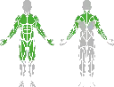 1-1-065 Combined Ladder-BeStrong_Muscle.webp
