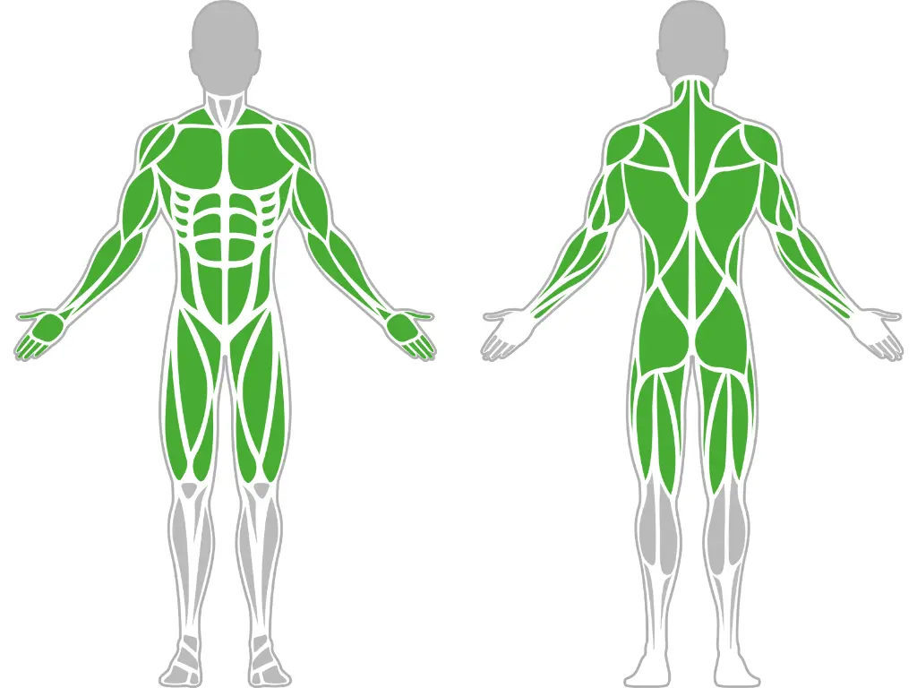 1-1-033-Combined Pull-Up Bar 1500-BeStrong_muscle.webp