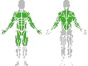 1-1-037-Multifunctional Pull-Up Bar 1500-BeStrong_muscle.webp