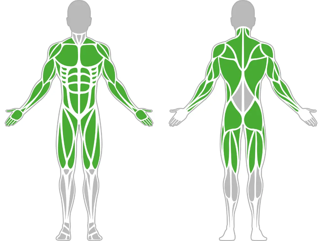 1-1-032-Horizontal Wave 1500-BeStrong_muscle.webp