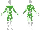 1-1-032-Horizontal Wave 1500-BeStrong_muscle.webp