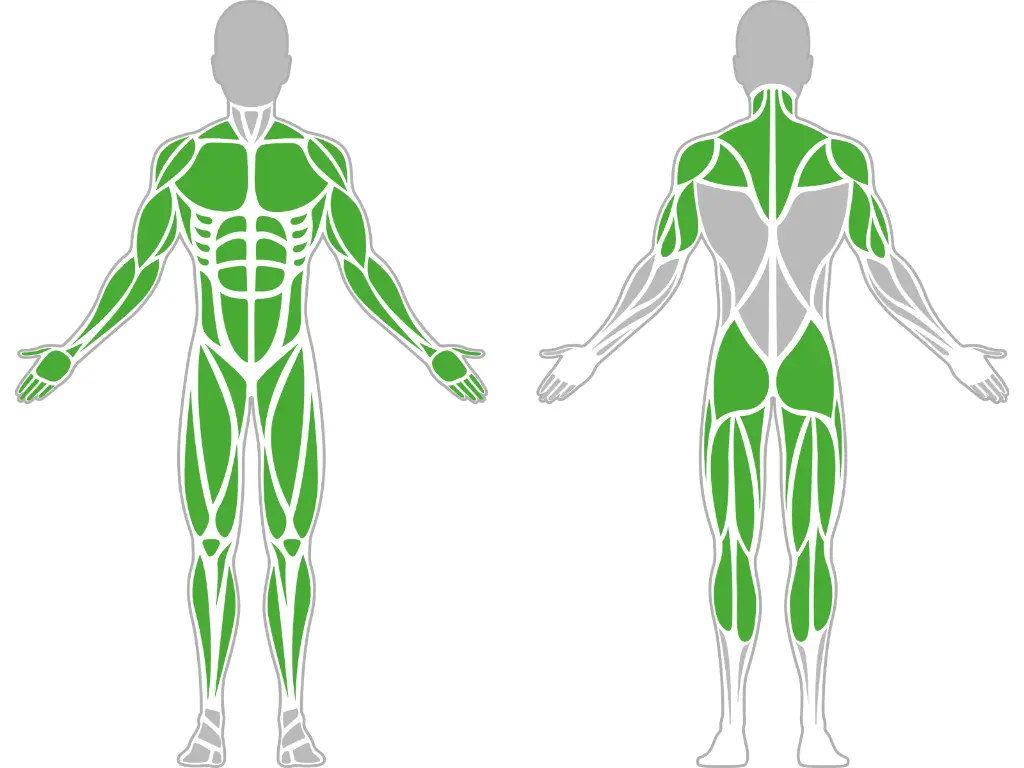 1-1-028-Wall Bars 1500-BeStrong_muscle.webp