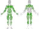 1-1-028-Wall Bars 1500-BeStrong_muscle.webp