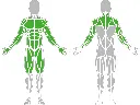 1-1-046-Street Workout Ladder-BeStrong_muscle.webp