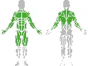 1-1-045-Trapeze Ladder-BeStrong_muscle.webp