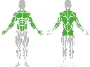 1-1-030-Low Pull-Up & Dip Bar-BeStrong_muscle.webp