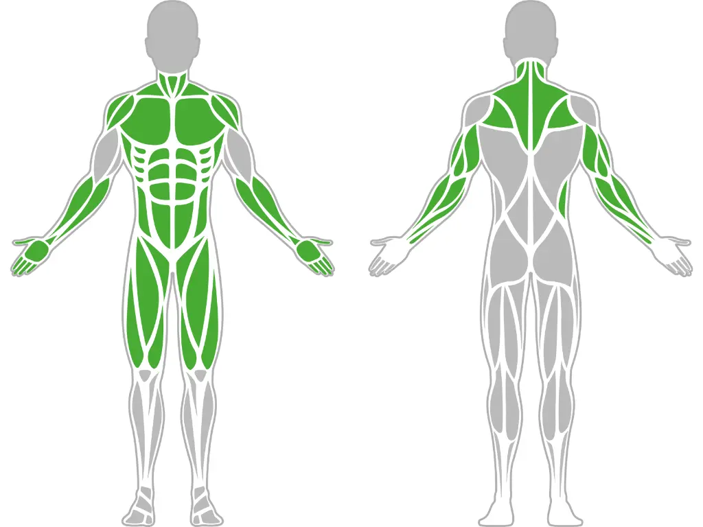 1-1-051-Dip Bar-BeStrong_muscle.webp