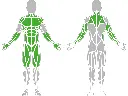 1-1-051-Dip Bar-BeStrong_muscle.webp