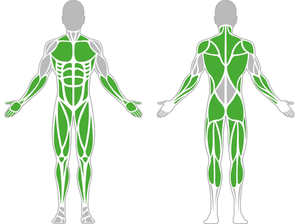 1-1-052-Z Dip Bar-BeStrong_muscle.webp