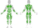 1-1-052-Z Dip Bar-BeStrong_muscle.webp