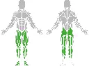 1-1-014-Steppers 600_muscle.webp
