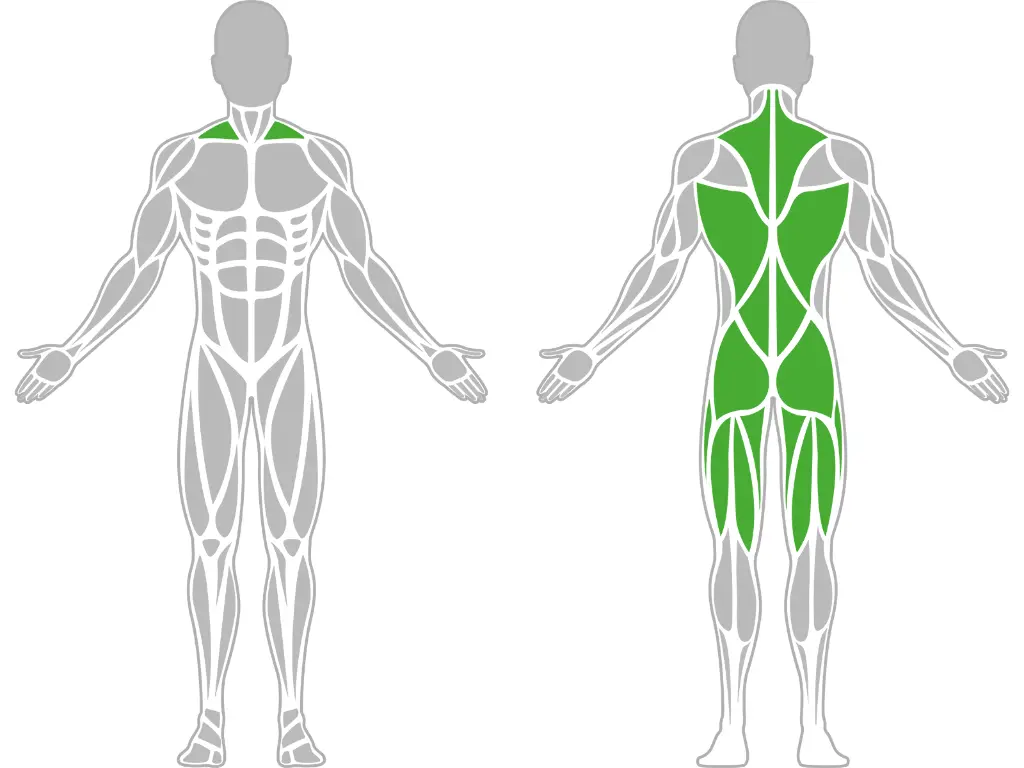 1-1-050-Back Trainer-BeStrong_muscle.webp