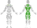 1-1-050-Back Trainer-BeStrong_muscle.webp