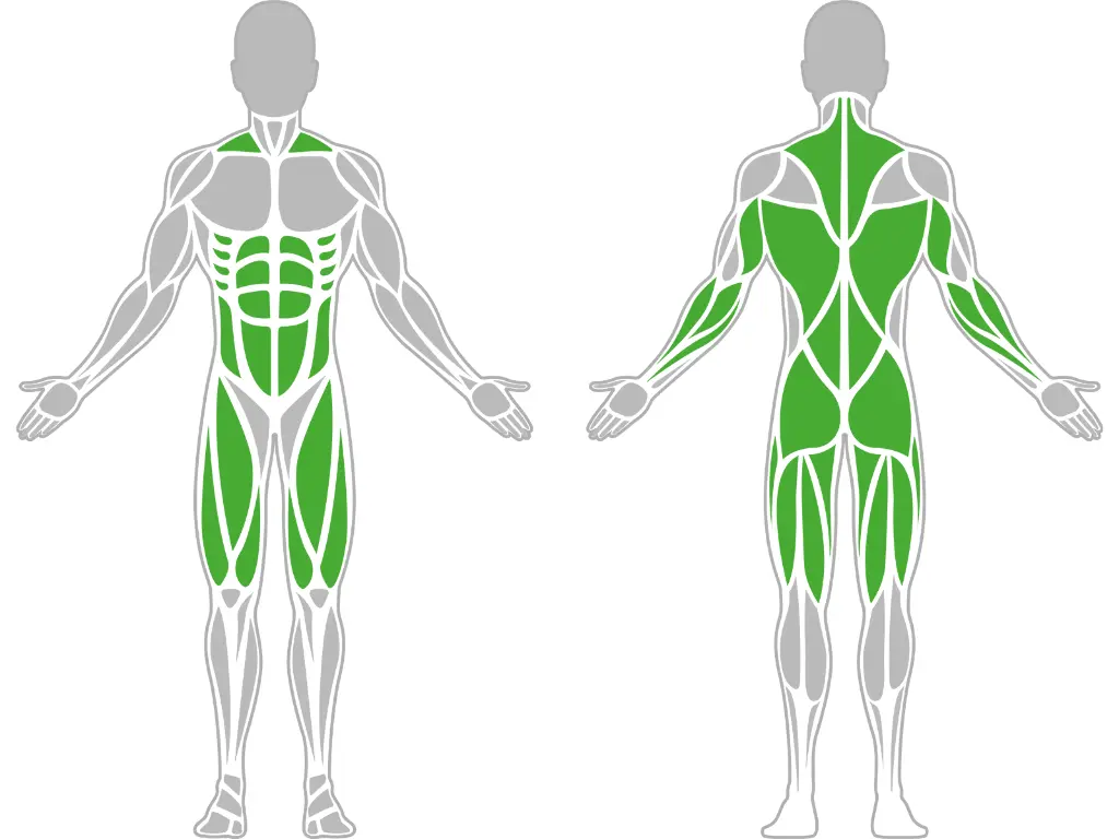 1-1-041-Ab & Back Trainer 1500-BeStrong_muscle.webp