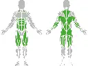 1-1-041-Ab & Back Trainer 1500-BeStrong_muscle.webp