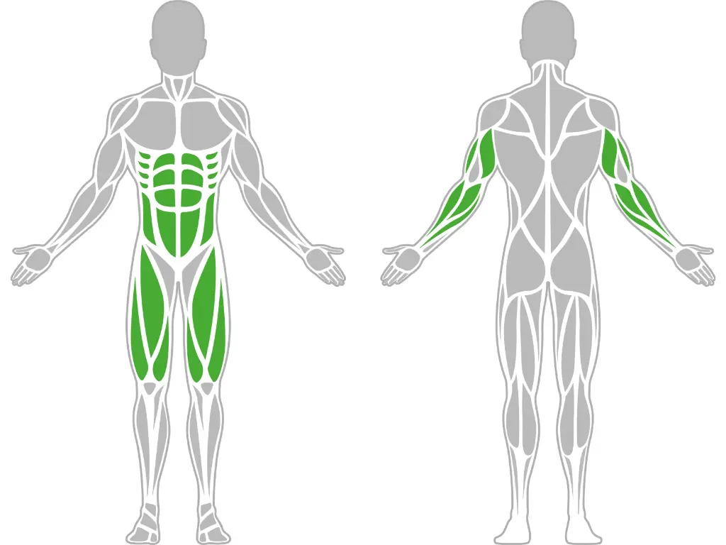 1-1-039-Double Ab Training Bench 1500-BeStrong_muscle.webp