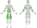 1-1-039-Double Ab Training Bench 1500-BeStrong_muscle.webp