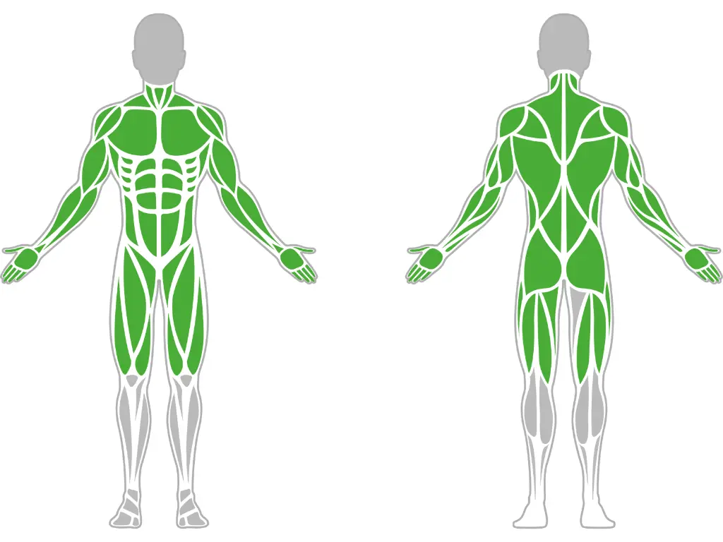 1-1-126-02-Multifunctional Trainer On Pillar-BeStrong_muscle.webp