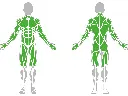 1-1-126-02-Multifunctional Trainer On Pillar-BeStrong_muscle.webp