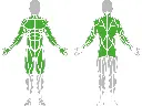 1-1-042-Multifunctional Trainer 950-BeStrong_muscle.webp