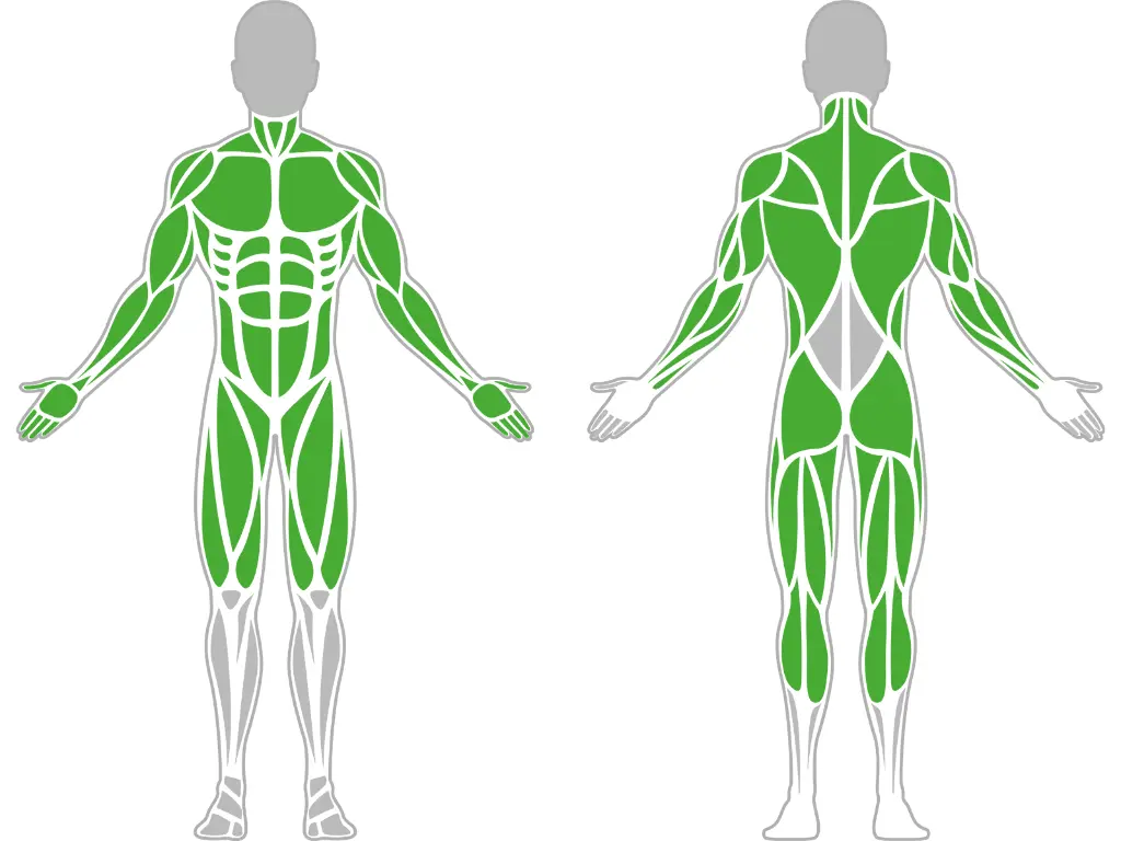 1-1-055-Medicine Ball Target-BeStrong_muscle.webp
