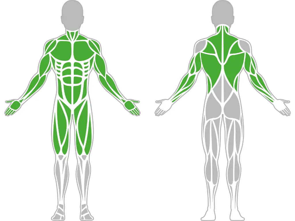 1-1-184-Nordic Hamstring Station Pro-BeStrong_muscle.webp