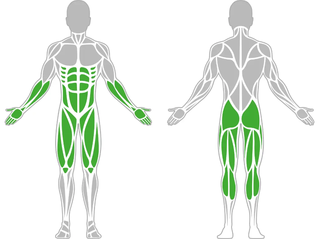 1-1-162-Glute-Ham Developer Pro-BeStrong_muscle.webp