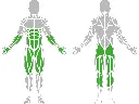 1-1-162-Glute-Ham Developer Pro-BeStrong_muscle.webp