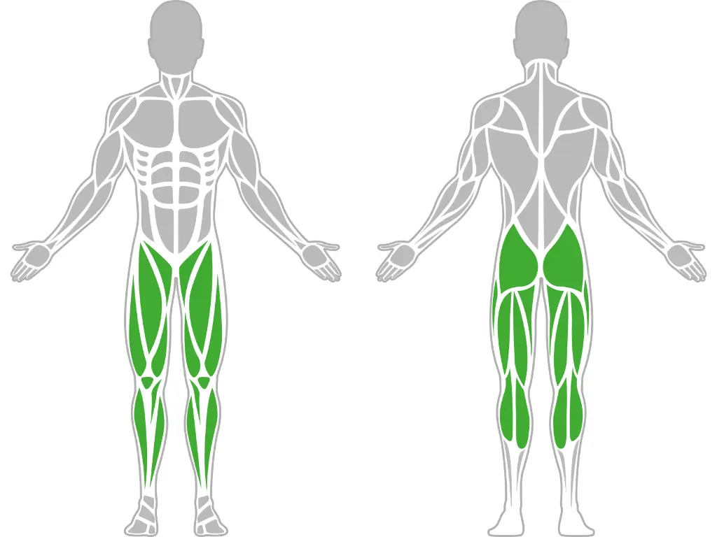 1-1-163-Split Squat Stand Pro-BeStrong_muscle.webp