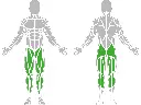 1-1-163-Split Squat Stand Pro-BeStrong_muscle.webp