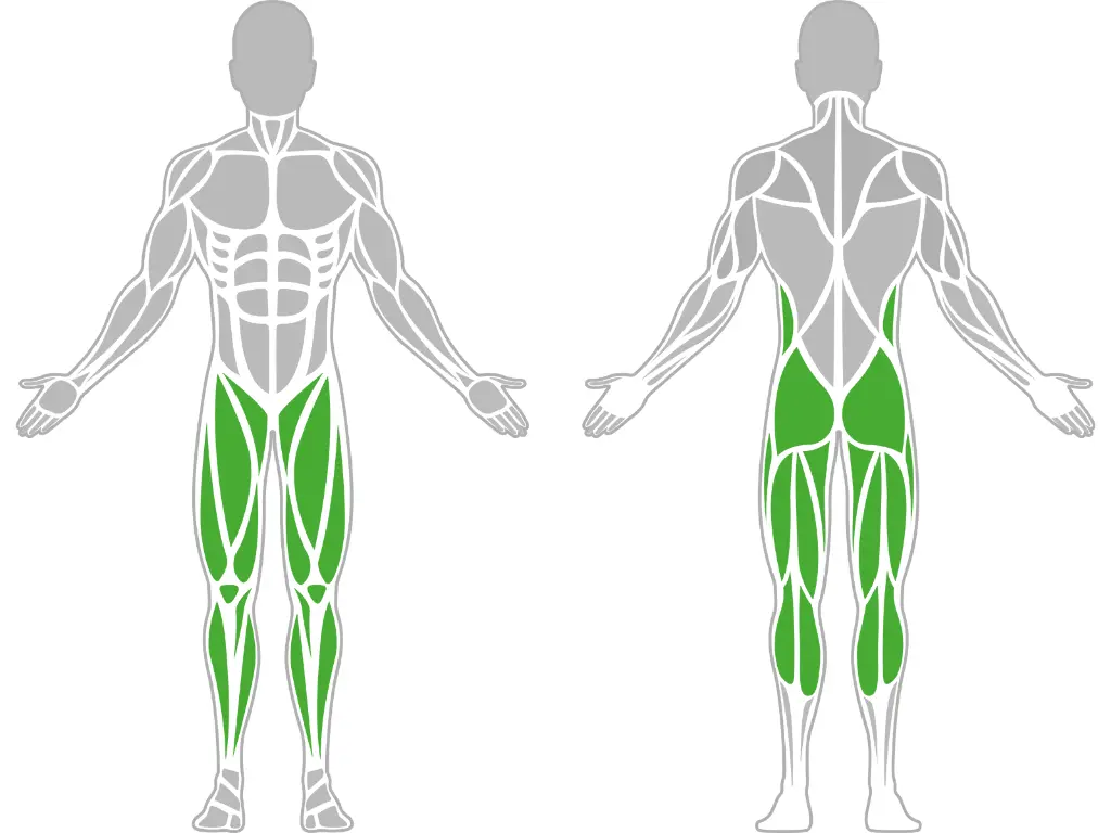 1-1-186-Lateral Plyo Box Pro-BeStrong_muscle.webp