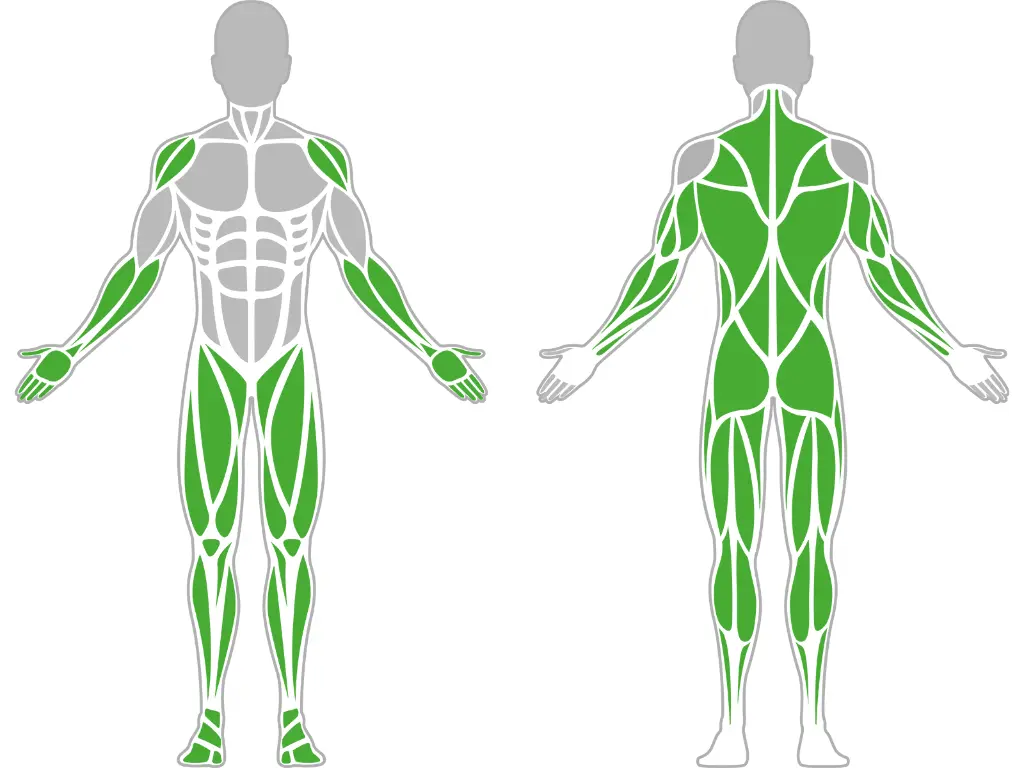 1-1-189-Vertec Pro-BeStrong_muscle.webp