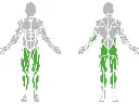1-1-164-Resistance Band Anchor Pro-BeStrong_muscle.webp