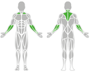 SHOULDER TRAINING