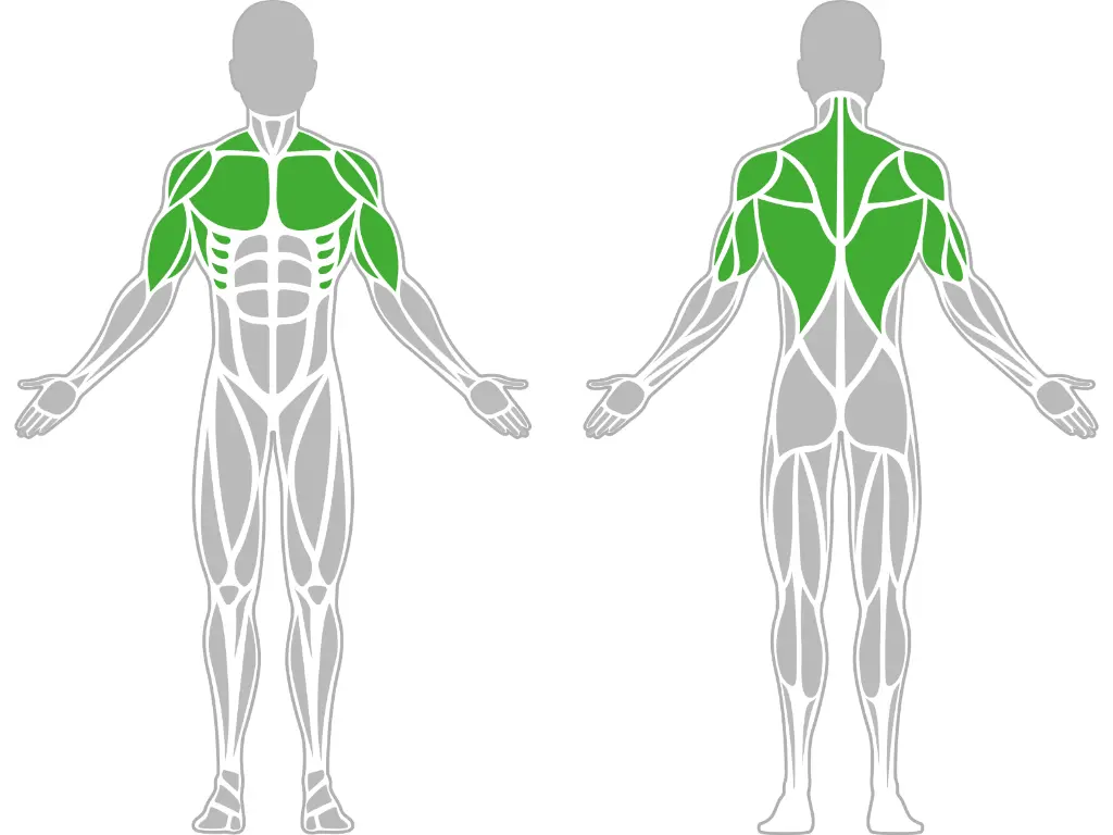 1-1-313-Chest Press-BeStrong_muscle.webp