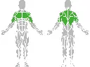 1-1-313-Chest Press-BeStrong_muscle.webp