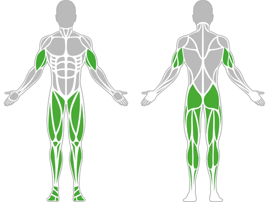 1-1-300-Elliptical Trainer-BeStrong_muscle.webp