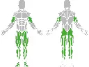 1-1-300-Elliptical Trainer-BeStrong_muscle.webp