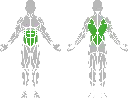 1-1-317 Twister-BeStrong_Muscle.webp