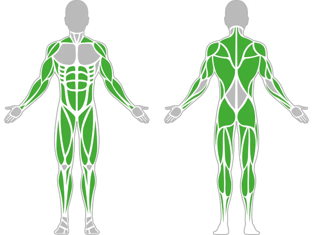 1-1-312-Rower-BeStrong_muscle.webp
