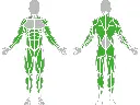 1-1-312-Rower-BeStrong_muscle.webp