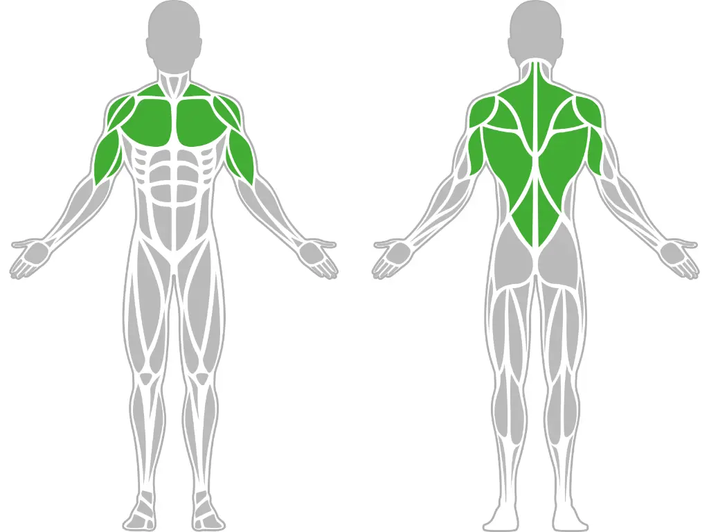 1-1-314-Lateral Pull-Down-BeStrong_muscle.webp