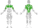 1-1-314-Lateral Pull-Down-BeStrong_muscle.webp