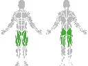 1-1-309-Leg Press-BeStrong_muscle.webp