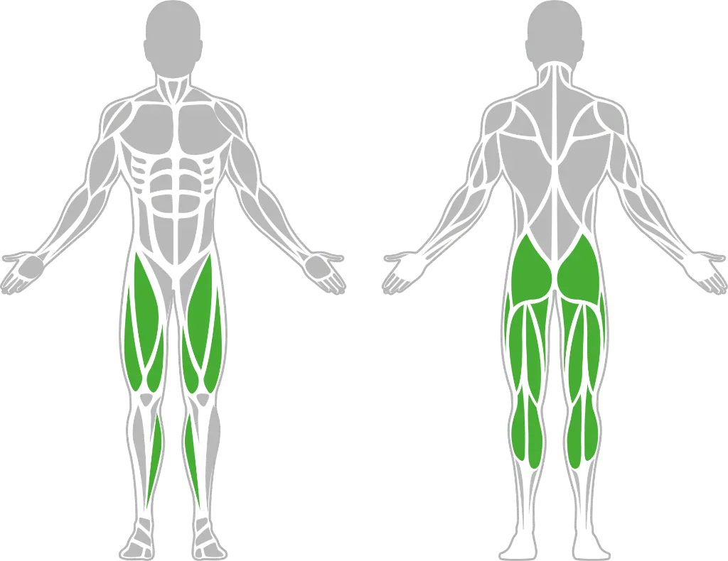 1-1-310 Leg Curl-BeStrong_Muscle.webp