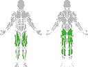 1-1-310 Leg Curl-BeStrong_Muscle.webp