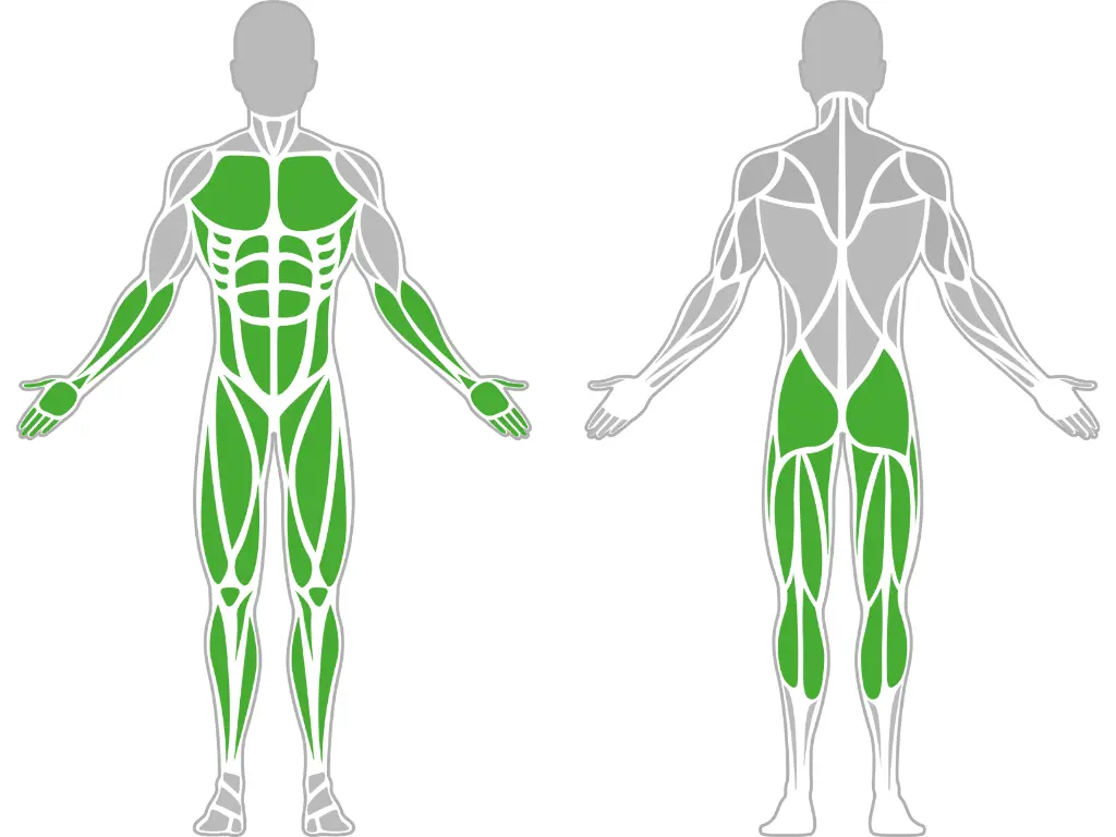 1-1-161-Balance Board Pro-BeStrong_muscle.webp