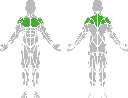 1-1-316 Tai Chi Wheel-BeStrong_Muscle.webp